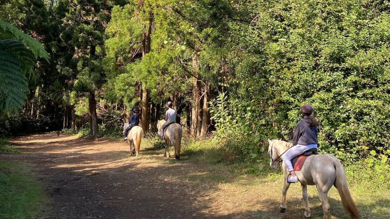 Balade équestre dans les cryptomerias du Maïdo, au-dessus du lagon
