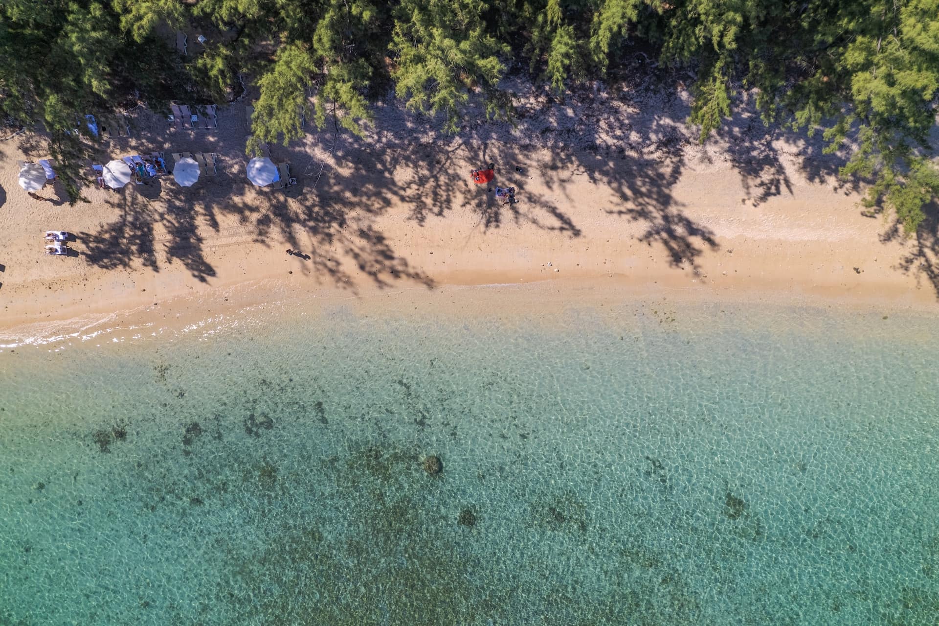 Risque requin à La Réunion : où se baigner en sécurité