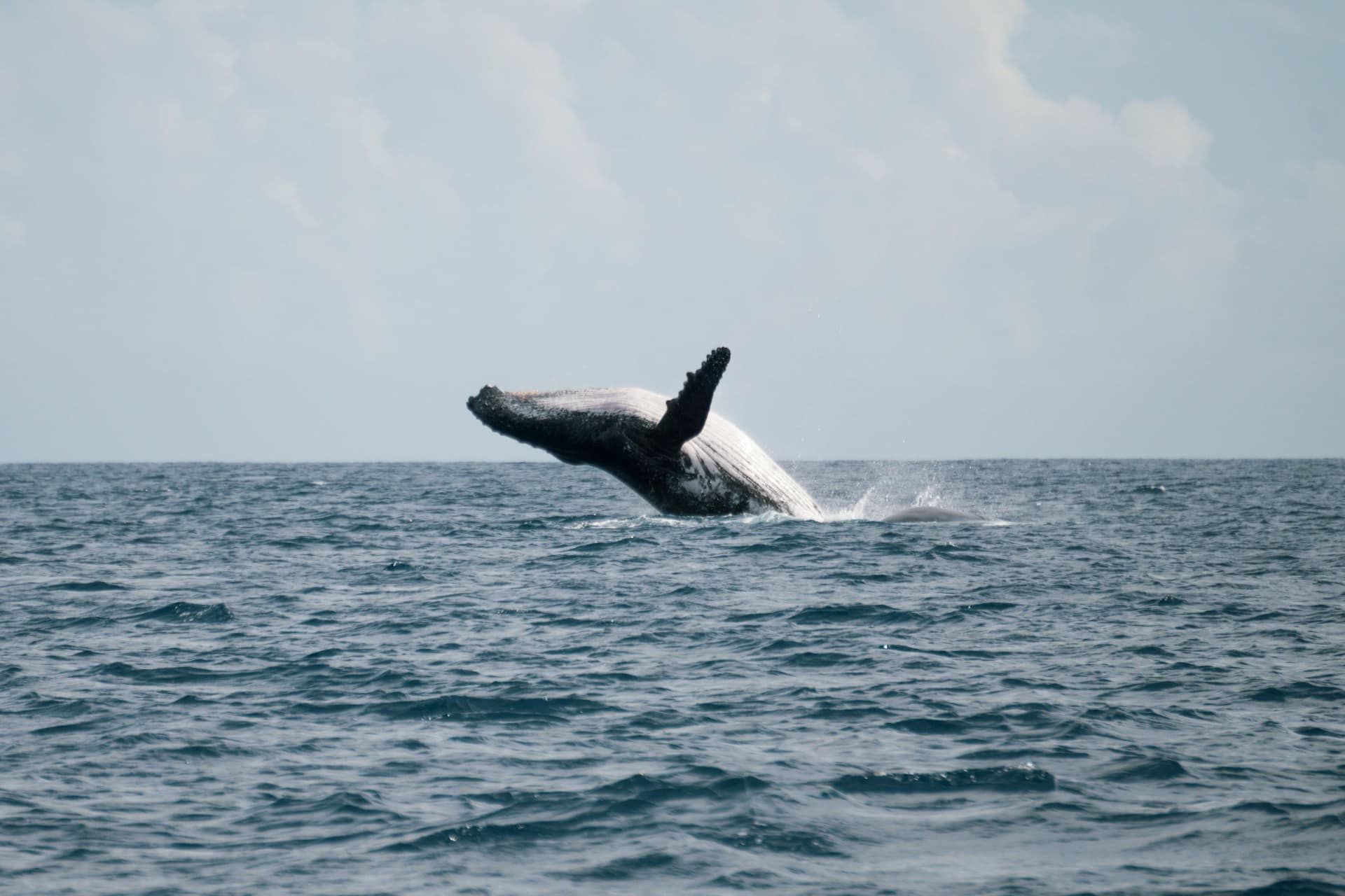 L'observation des baleines