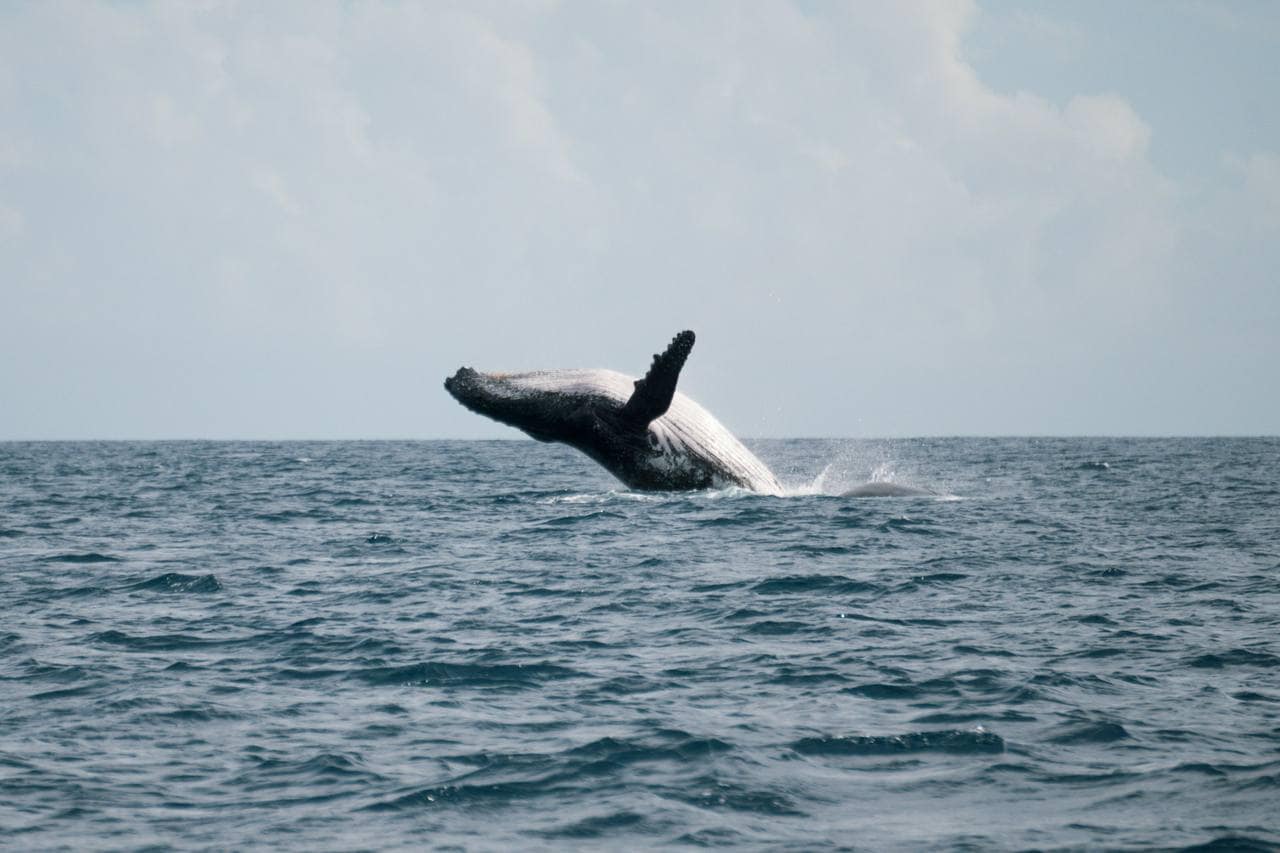 Une baleine à bosse en surface, au large de l'Ouest